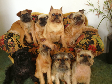 Brussels Griffonc 