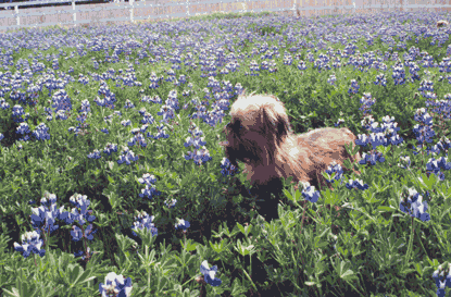 Brussels Griffon 